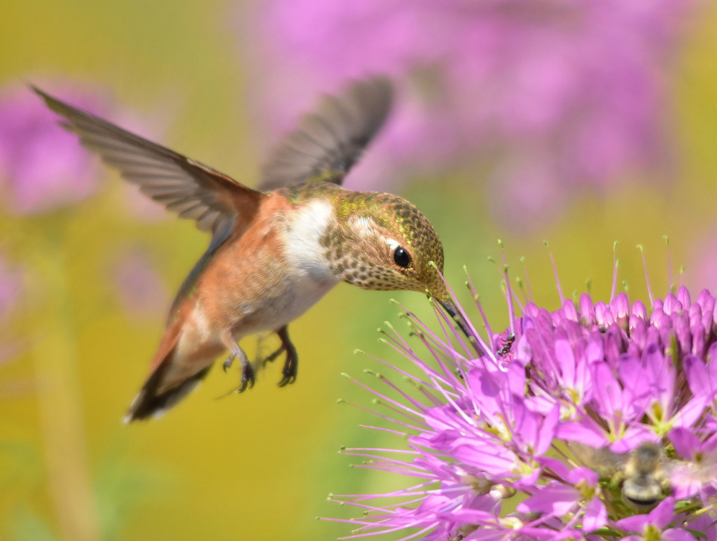 Hummingbirds and Nature